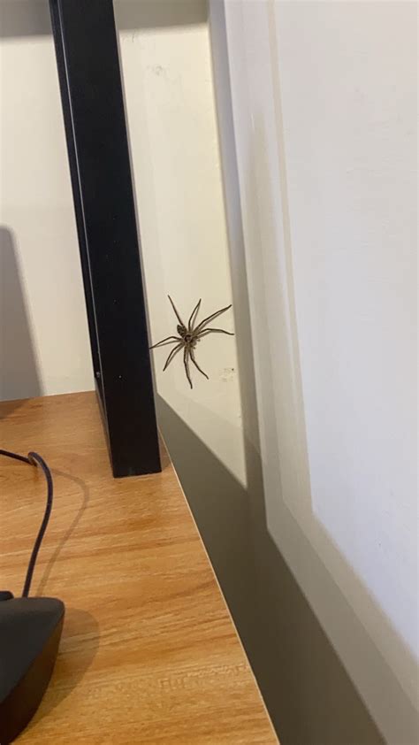 破財局 房間有大蜘蛛